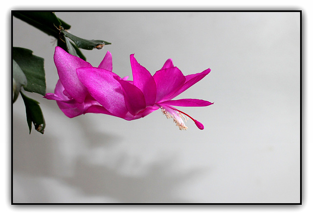 Schlumbergera , refloraison de printemps