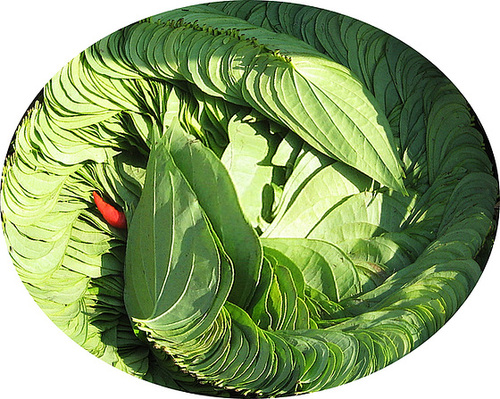 Paan and pleasure