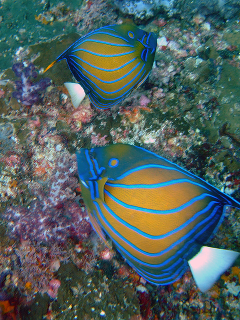 Diving in Burma 2004