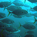 Swarm of Carangidae fish