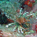 Lionfish and a sea star