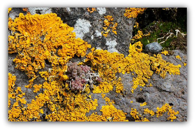 Ecrin de Lichen pour Sedum