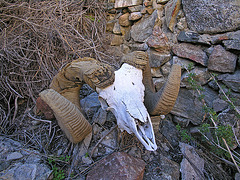 Chuckawalla Bill's Ram Skull (6939)