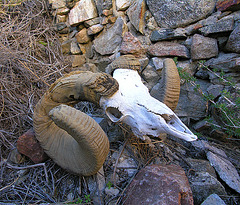 Chuckawalla Bill's Ram Skull (6940)