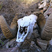Chuckawalla Bill's Ram Skull (6970)