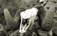 Chuckawalla Bill's Ram Skull (6970A)