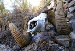 Chuckawalla Bill's Ram Skull (6971)