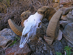 Chuckawalla Bill's Ram Skull (6972)