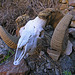 Chuckawalla Bill's Ram Skull (6972)