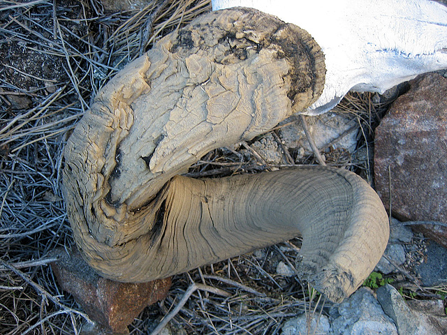 Chuckawalla Bill's Ram Skull Horn (9020)