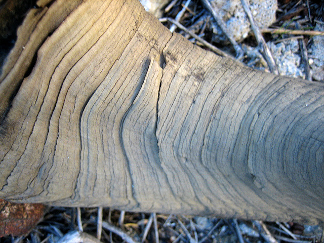 Chuckawalla Bill's Ram Skull Horn (9021)