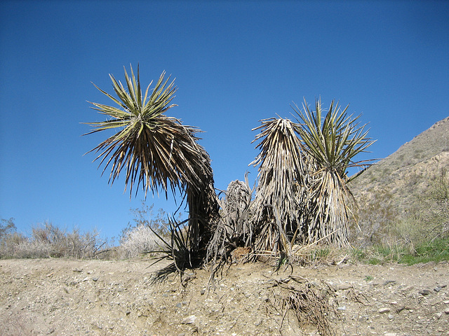 Yucca (9018)