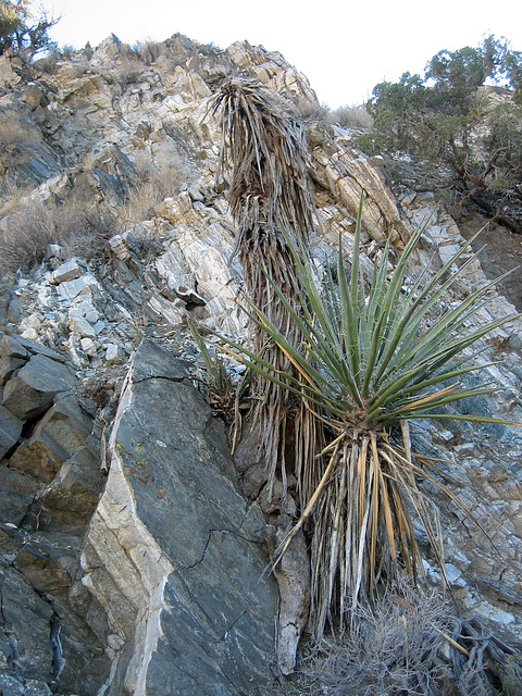Yucca (9028)