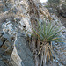 Yucca (9028)