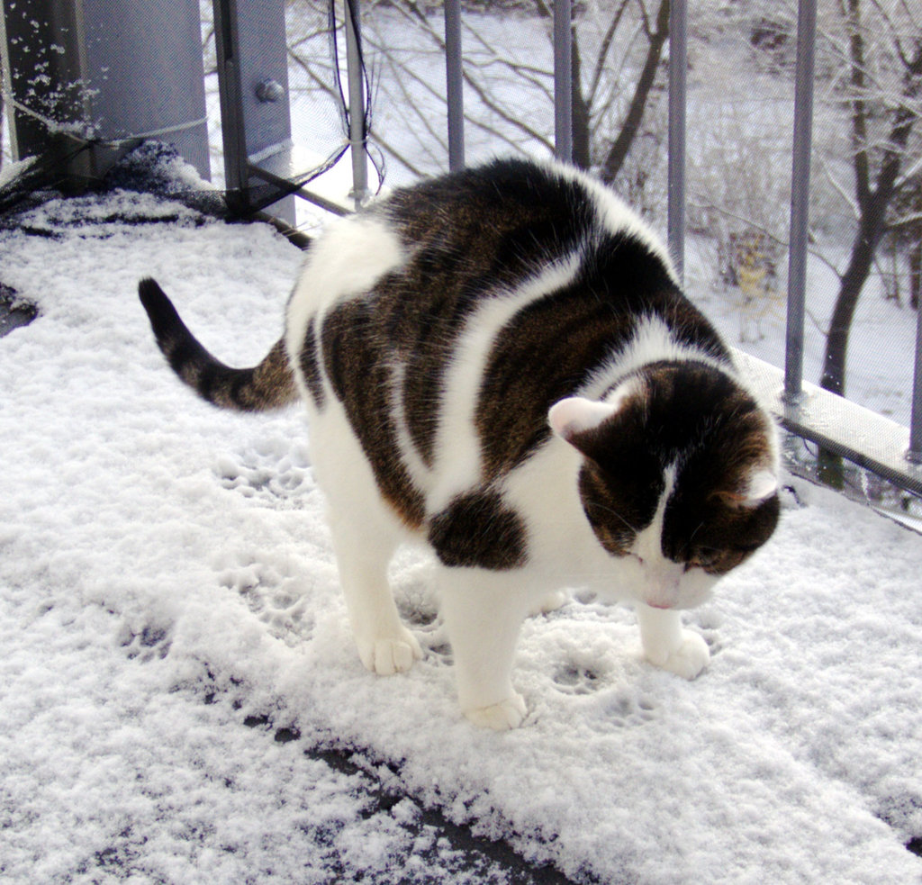 Rocky - einfach von mir in den Schnee gesetzt ;o)