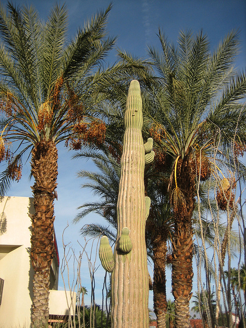 Saguaro (8970)