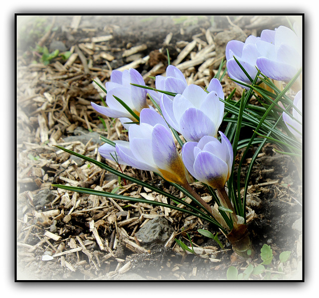 Crocus vernus ' Sky Blue'