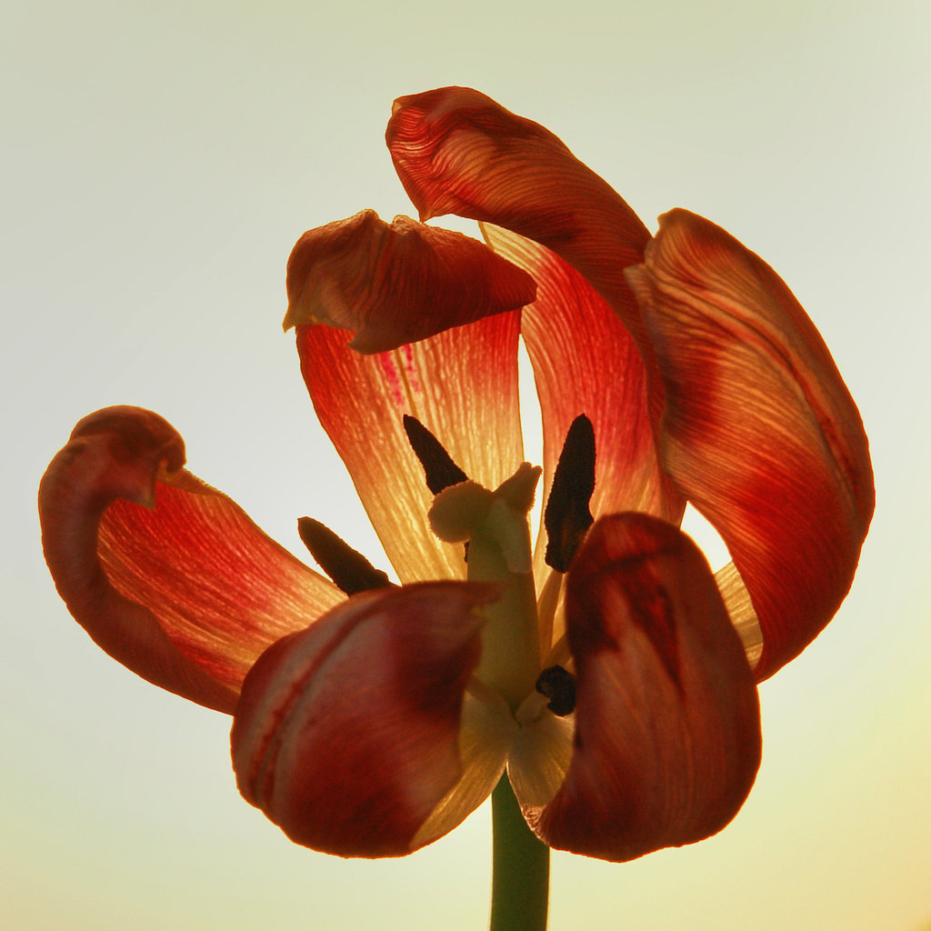 Tulip