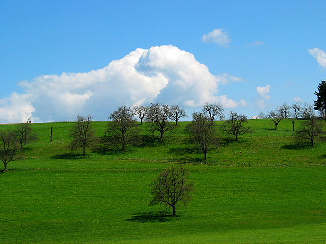 Frühling 2008  Oberschwaben