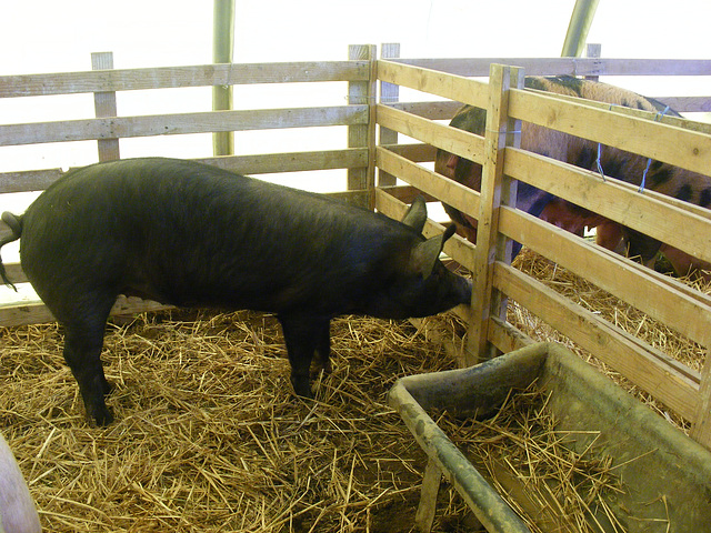 foire d'Espezel