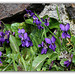 Violettes- Viola odorata