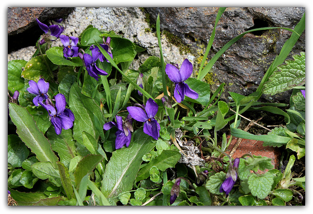 Violettes- Viola odorata