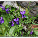 Violettes- Viola odorata