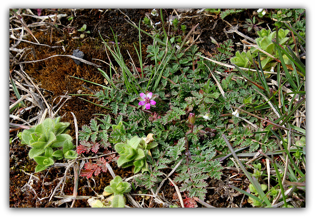 Erodium