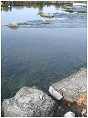 Mouette sur roche - Seagull on the rock - Dans ma ville /  Hometown.