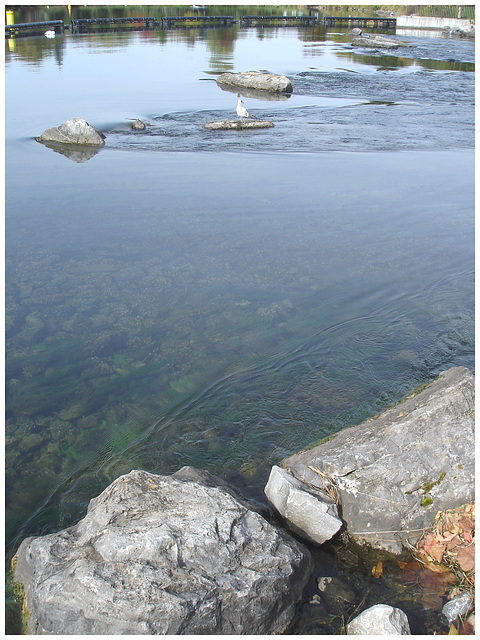 Mouette sur roche - Seagull on the rock - Dans ma ville /  Hometown.