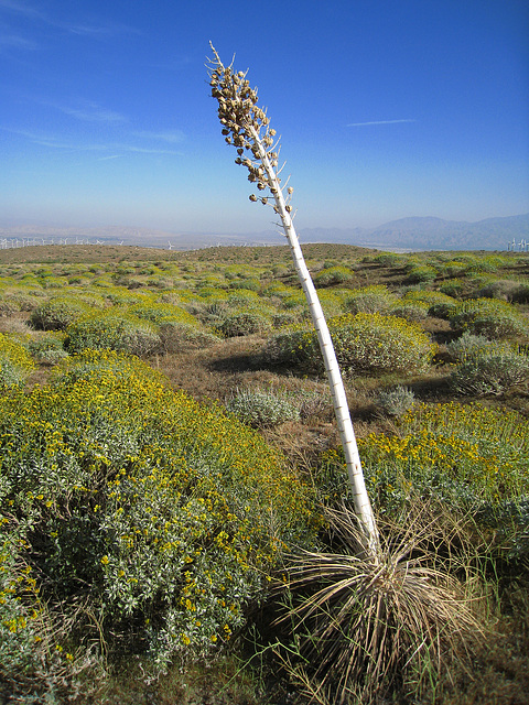 Dead Agave Flower Stalk (0504)