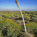 Dead Agave Flower Stalk (0504)