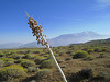 Dead Agave Flower Stalk (0505)