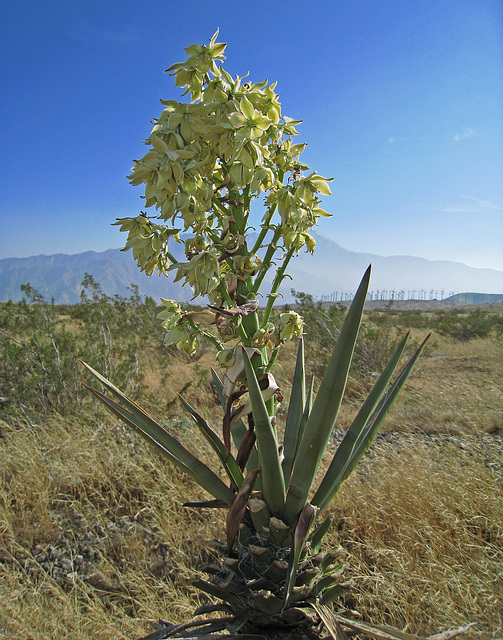 Yucca (0498)