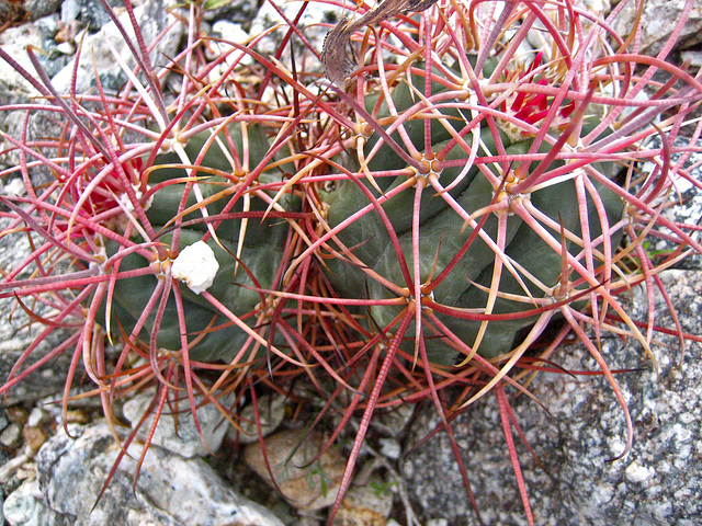 Boyd Deep Canyon Barrel Cactus (9291)