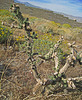 Rejuvenating Cholla (0506)