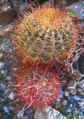 Boyd Deep Canyon Barrel Cactus Pair (9332)