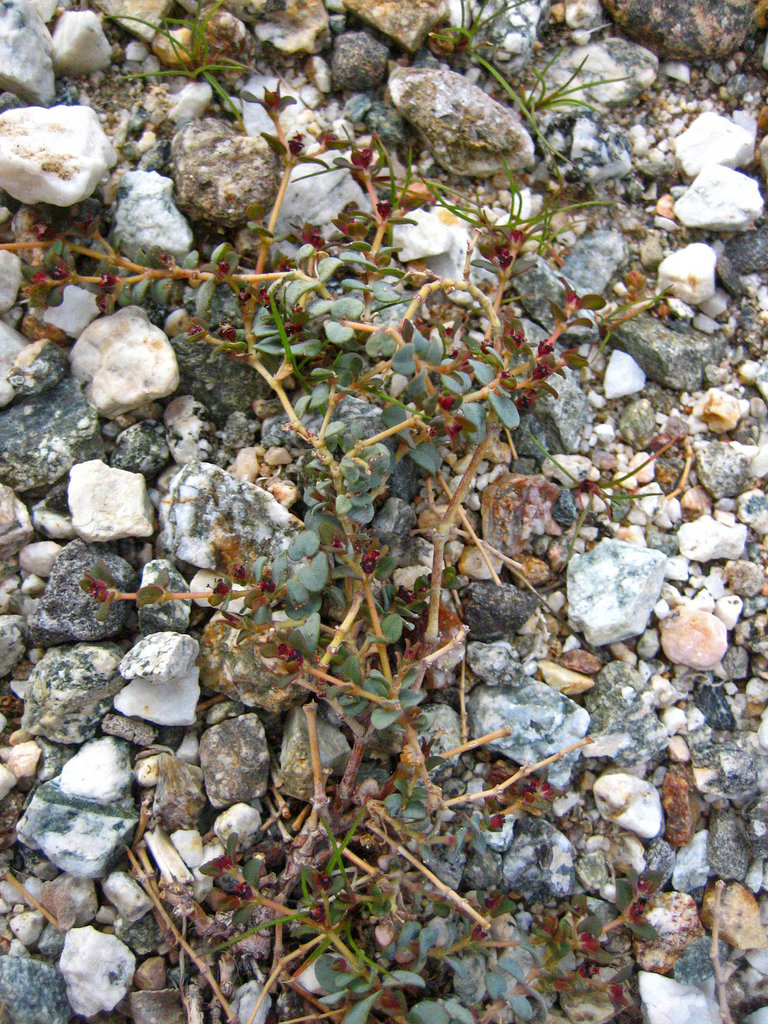 Boyd Deep Canyon Euphorbia (9292)