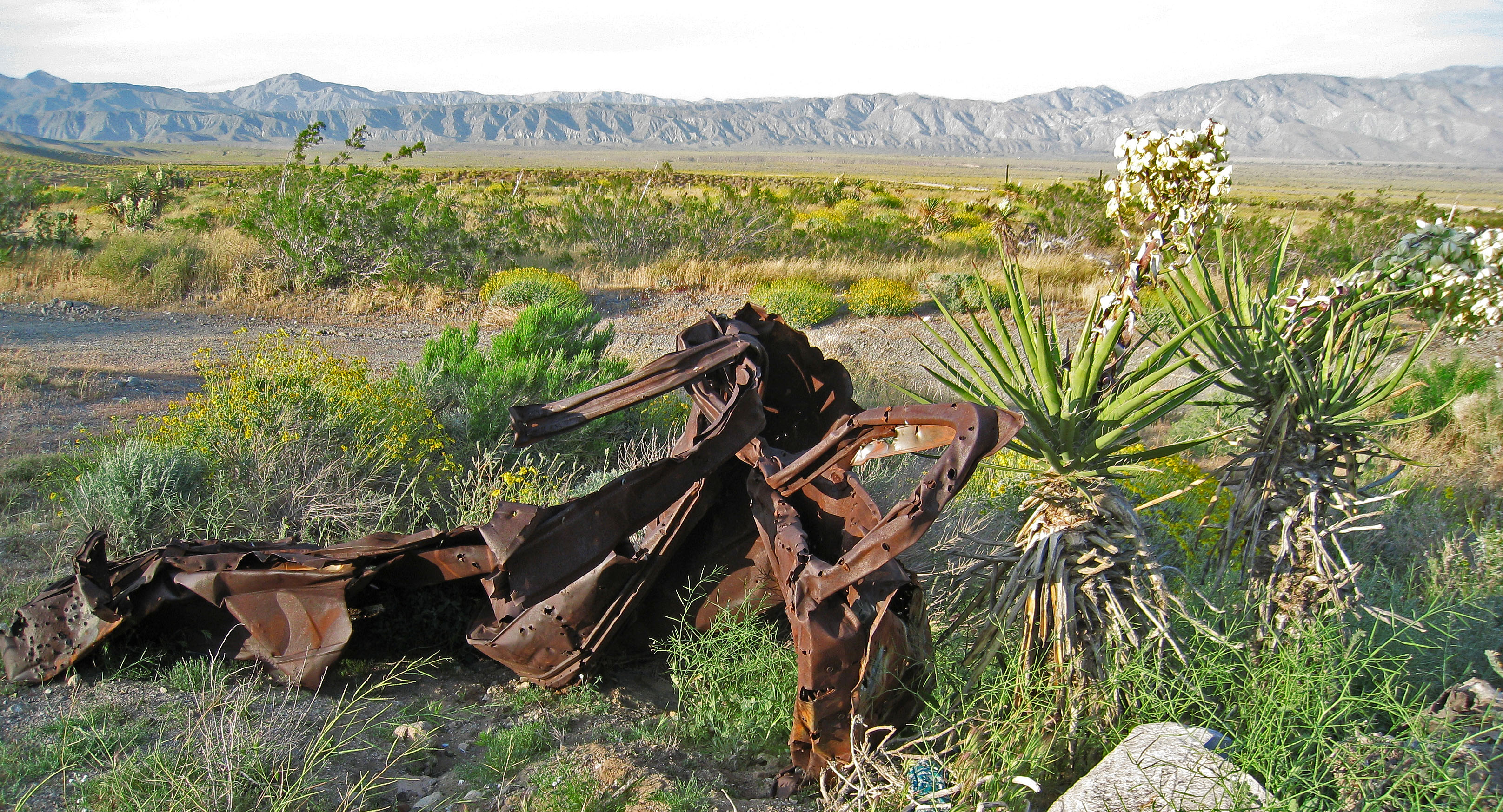 Yuccas (0546)