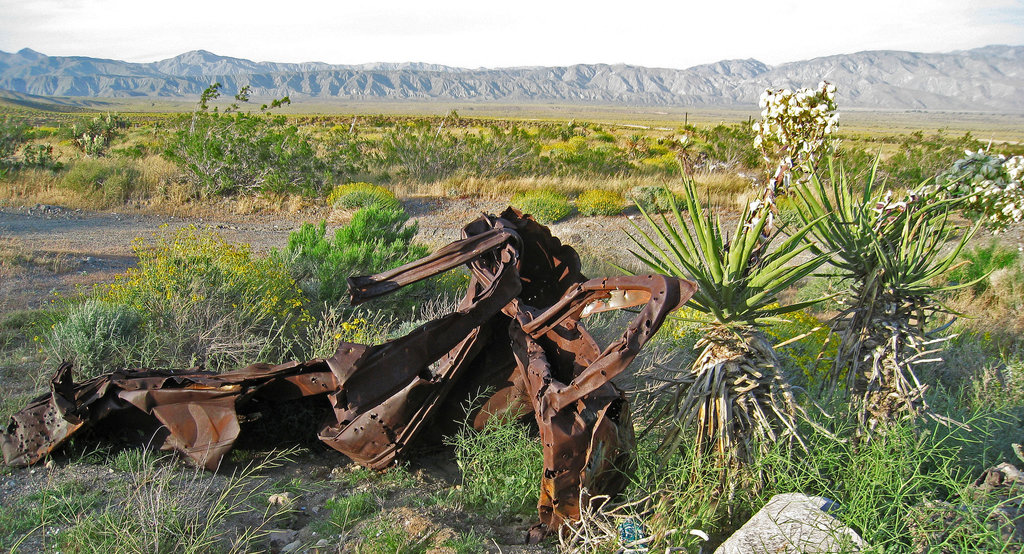 Yuccas (0546)
