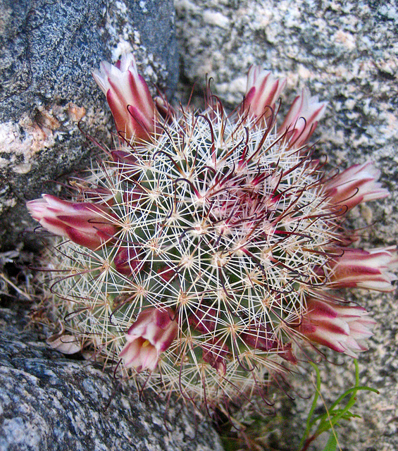 Boyd Deep Canyon Fishhook Mammillaria Cactus (9272)