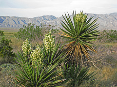 Yuccas (0549)