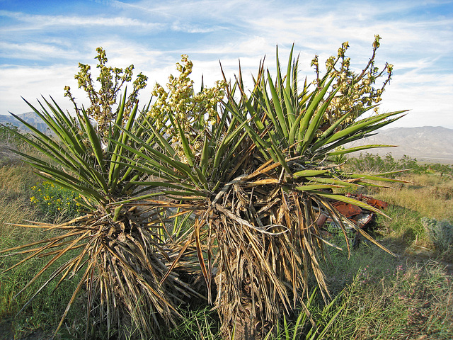 Yuccas (0550)