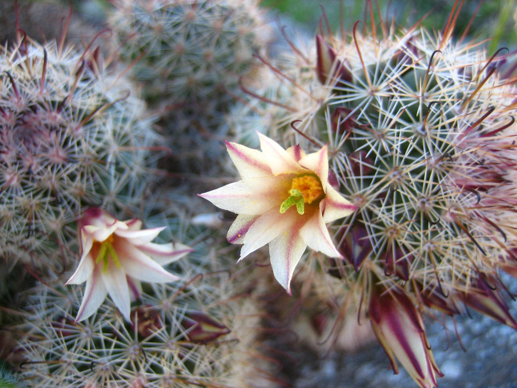 Boyd Deep Canyon Fishhook Mammillaria Cactus (9335)