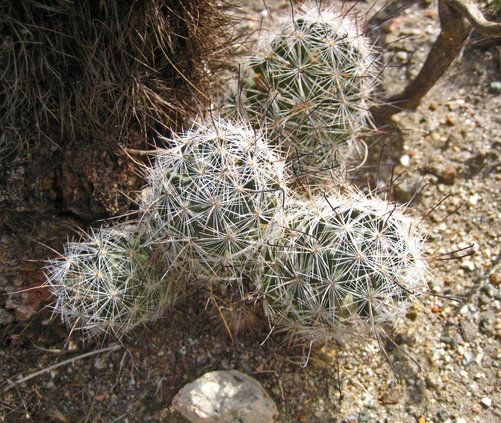 Boyd Deep Canyon Mammillaria (9279)