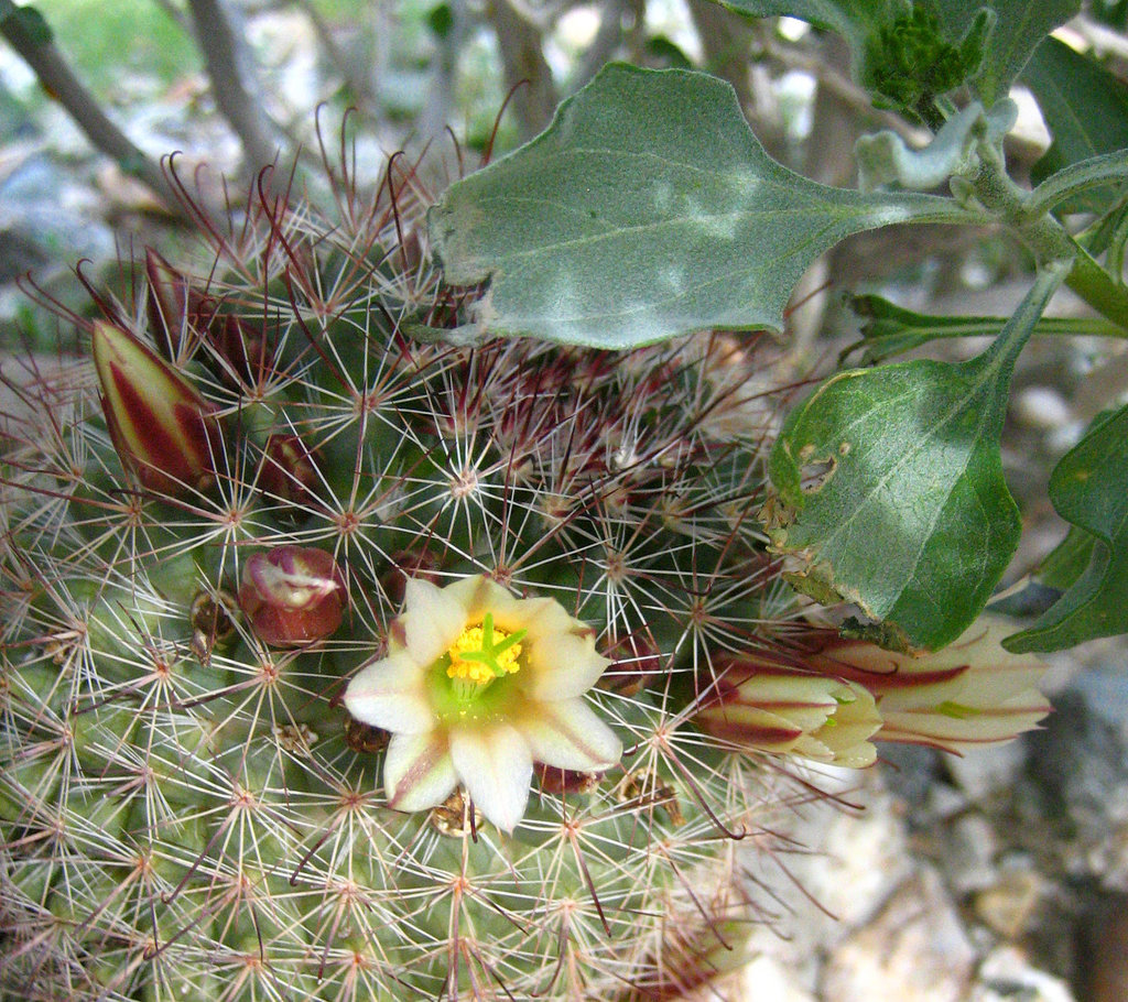 Boyd Deep Canyon Mammillaria (9285)