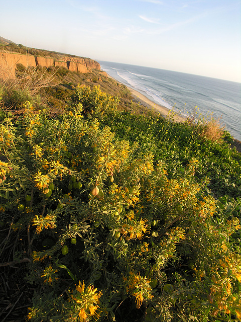 San Onofre Beach From Trail 1 (7105)