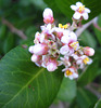 San Onofre Flowers (9142)