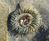 Sea Anemone (1351)