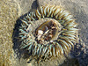 Sea Anemone (1352)